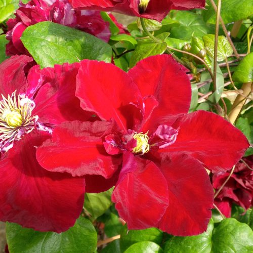 Clematis Charmaine