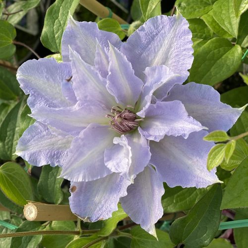 Clematis Tranquilite - Perennial