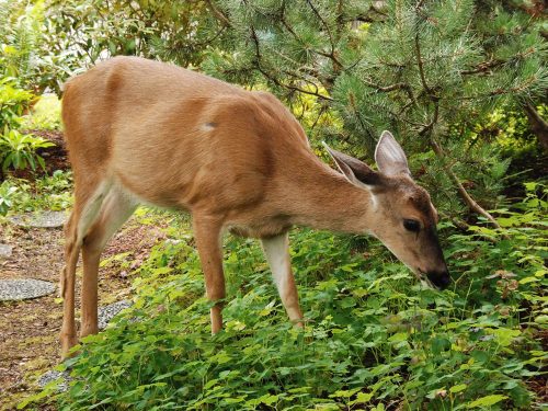 deer_stock photo