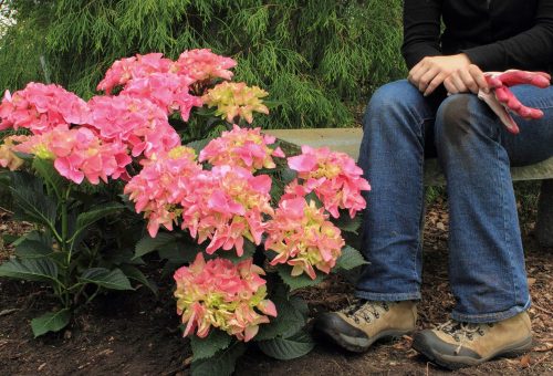 dirty knees gardener with hydrangea