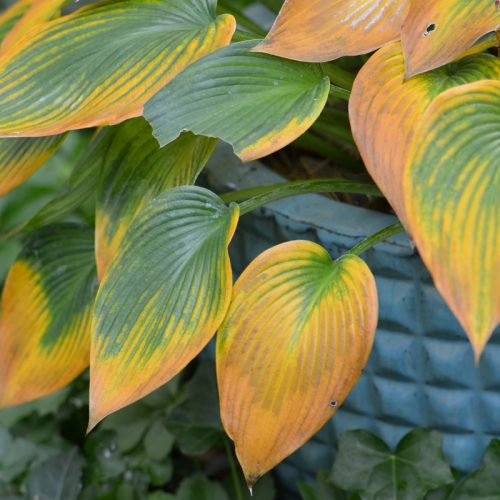 fall hosta in container_Susan Martin Courtesy of Susan Martin