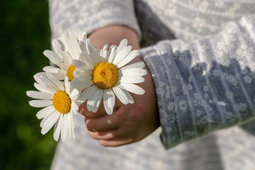 gifting cut flowers stock photo web