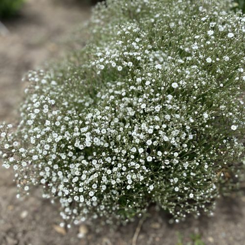 gypsophila_festival_star_hardy_babys_breath_gc_gypfs_03