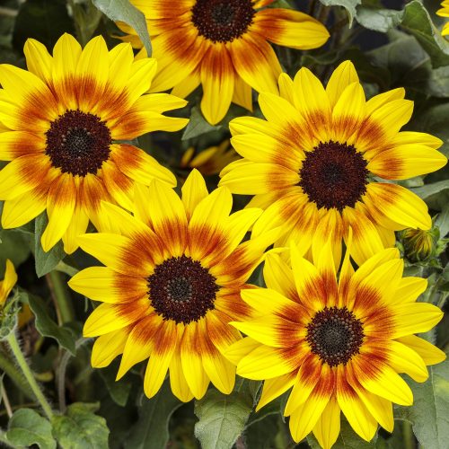 SUNCREDIBLE® Saturn™ Helianthus - Annual