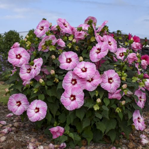 hibiscus_summerific_spinderella_rose_mallow_wg_hibsd_03