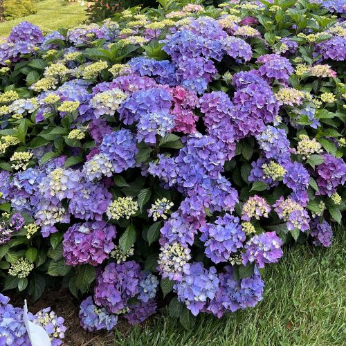 LET'S DANCE LOVABLE™ Hydrangea - Shrubs