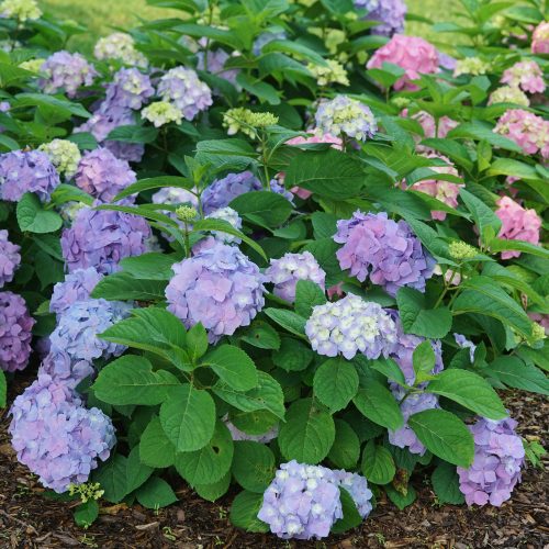 LETS DANCE SKY VIEW™ Hydrangea - Shrub