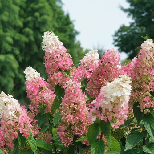 hydrangea_paniculata_pinky_winky_prime_hardy_hydrangea_pw_hydwp_04
