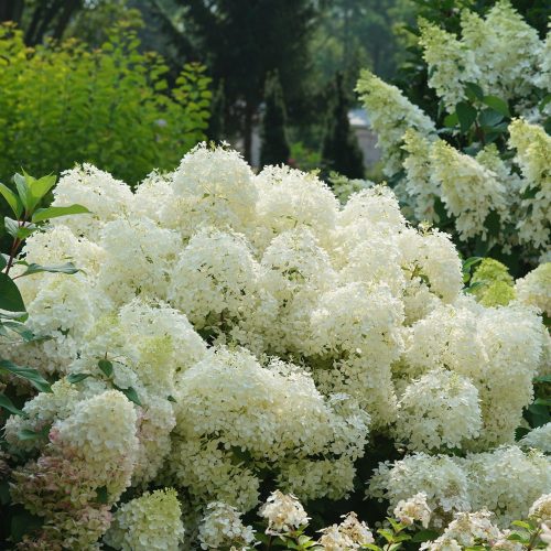 PUFFER FISH™ Hydrangea PUFFER FISH™ Hydrangea - Shrub