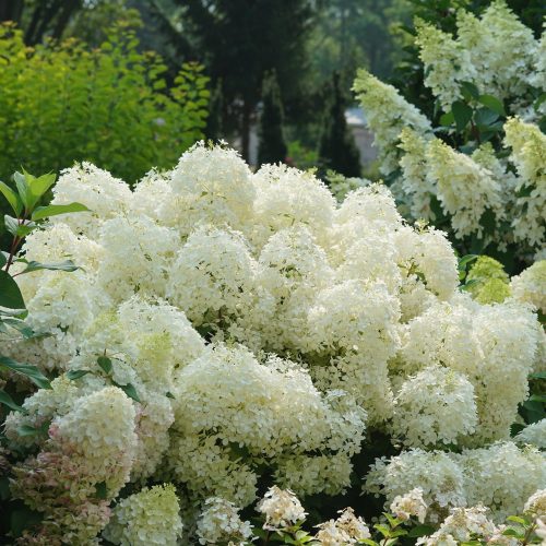 PUFFER FISH™ Hydrangea PUFFER FISH™ Hydrangea - Shrub
