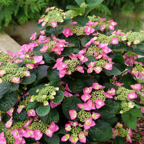 TUFF STUFF™ Top Fun Hydrangea - Shrubs