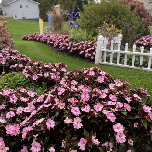 SUNPATIENS® Compact Pink Candy Impatiens SUNPATIENS® Compact Pink Candy Impatiens - Annual