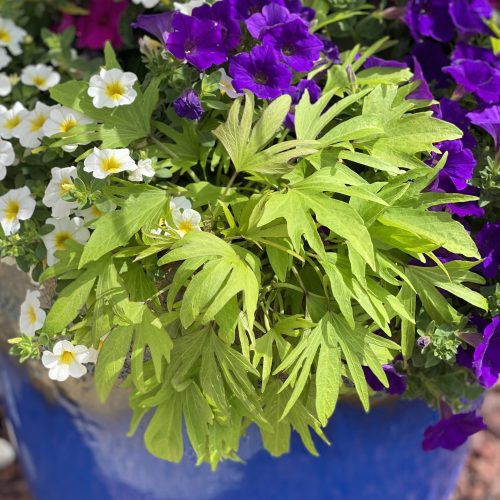 Ipomoea Sweet Caroline Medusa Sweet Potato Vine