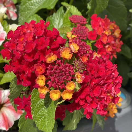 Luscious® Royale Red Zone™ Lantana