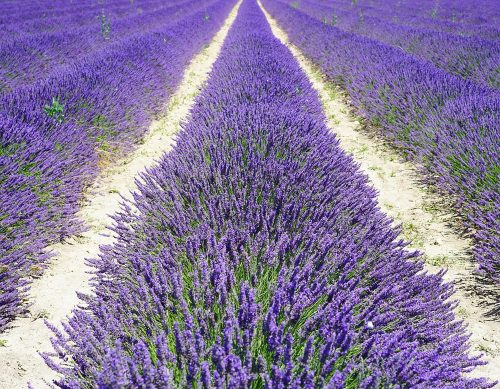 Lavender field