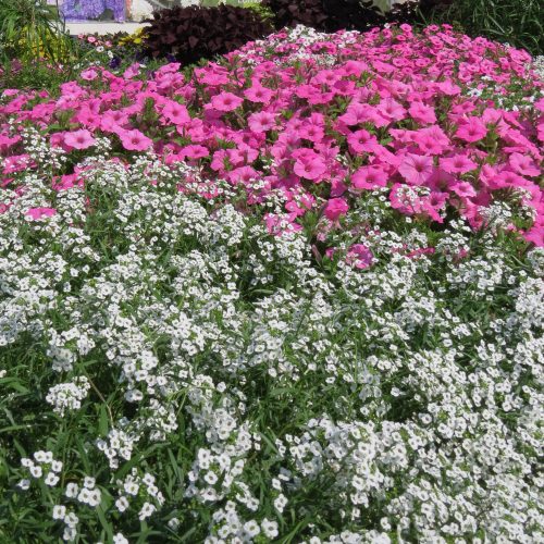 Lobularia Snow Princess Sweet Alyssum