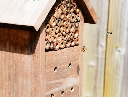 mason bee house stock photo Mason Bee House