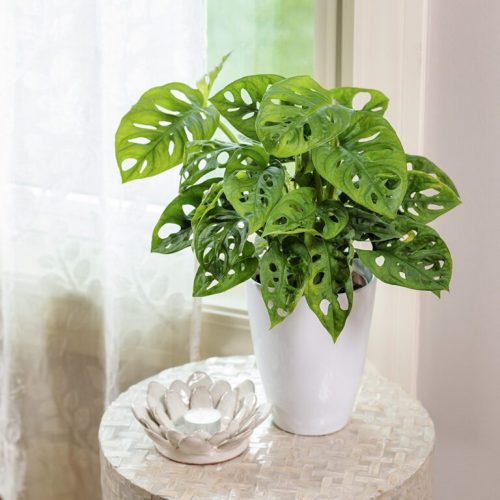 monstera_expilata_obliqua_pw_monao_01-768×768 Monstera Expilata Obliqua