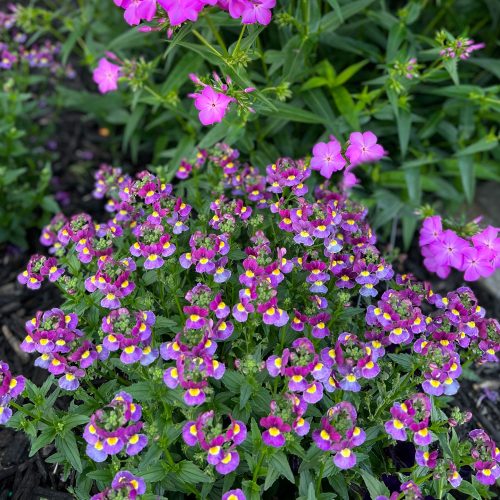 AROMANCE® Mulberry Nemesia - Annuals