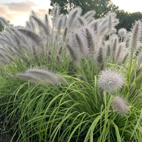pennisetum_prairie_winds_lemon_squeeze_fountain_grass_pw_PENLQ_01