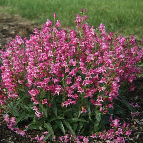 ROCK CANDY® Ruby Penstemon - Perennials