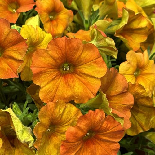 Suptercal Petchoa Sunset Orange