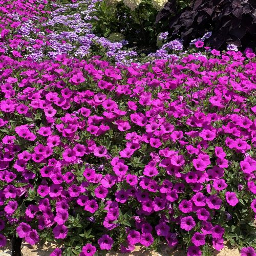 SUPERTUNIA VISTA® Jazzberry™ Petunia - Annual (Meet the National Recipes and Plants of the Year 2024)