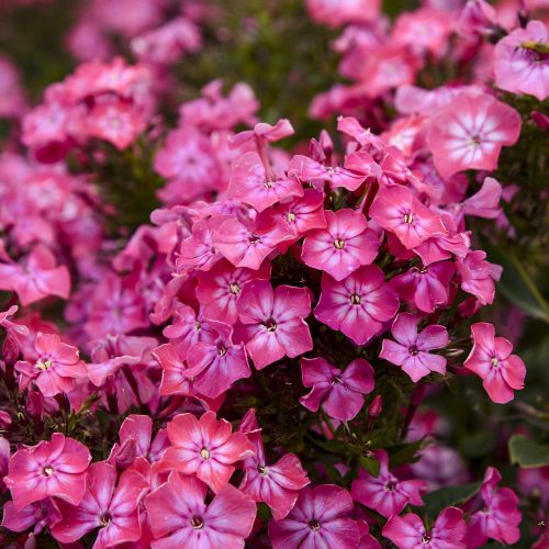 Luminary Pink Lightning Tall Plox