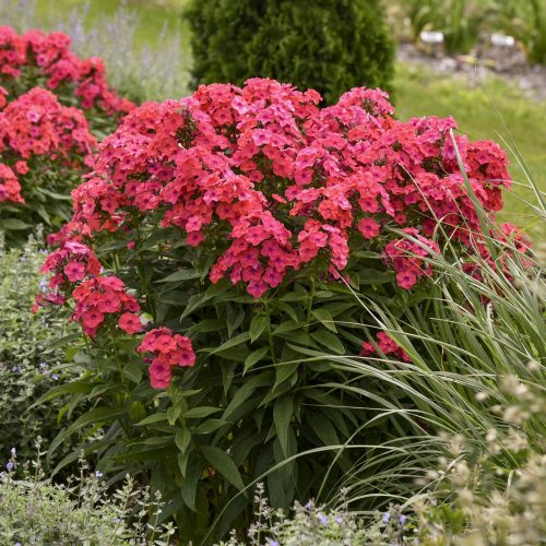 LUMINARY™ Sunset Coral Phlox - Perennial