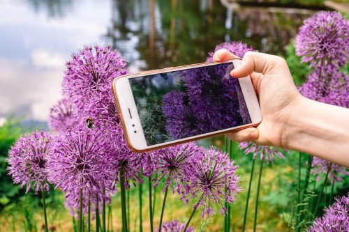 photographing your garden stock photo web