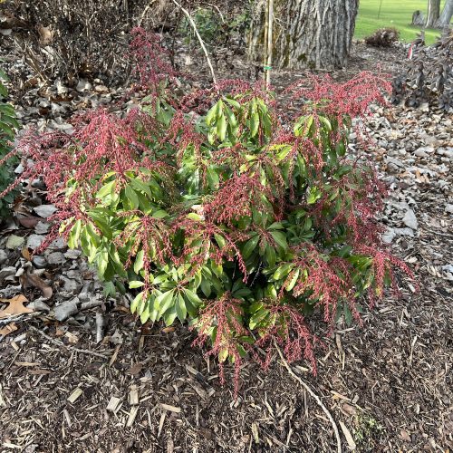 INTERSTELLA® Pieris - Shrub