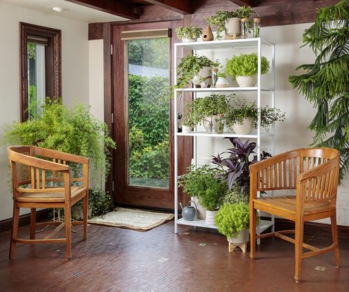 proven_accents_as_house_plants_Proven Winners Photo Courtesy of Proven Winners