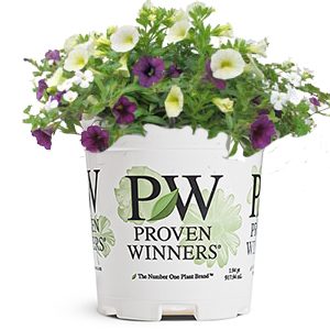 pw_1qt_flowers Courtesy of Proven Winners
