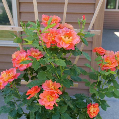 RISE UP EMBERAYS™ Rosa - Shrubs