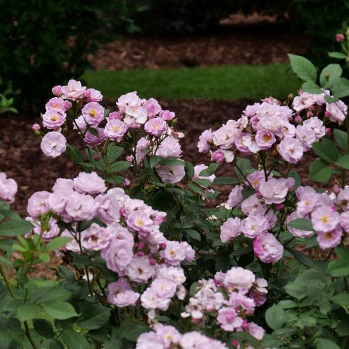 RISE UP LILAC DAYS™ Rosa - Shrub