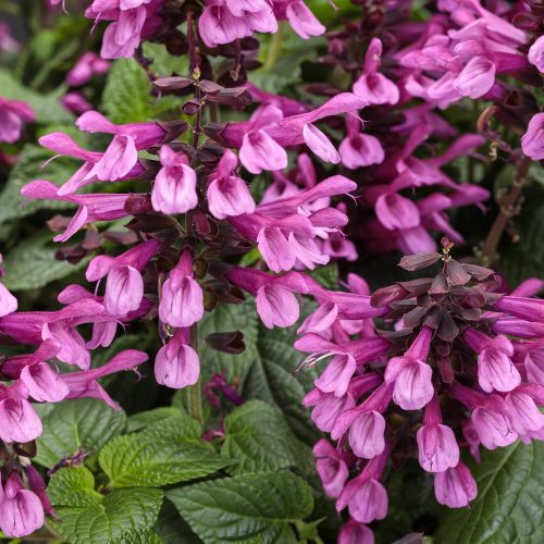 UNPLUGGED® Pink™ Salvia - Annual