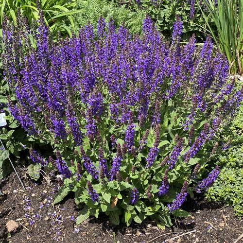 Salvia Violet Profusion - Perennial