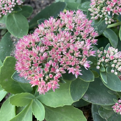 Sedum ROCK N GROW® Coraljade - Perennial