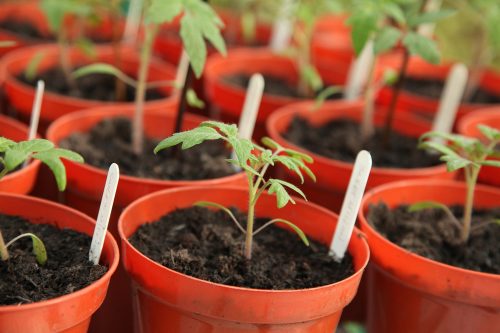 seedlings stock photo seedlings stock photo
