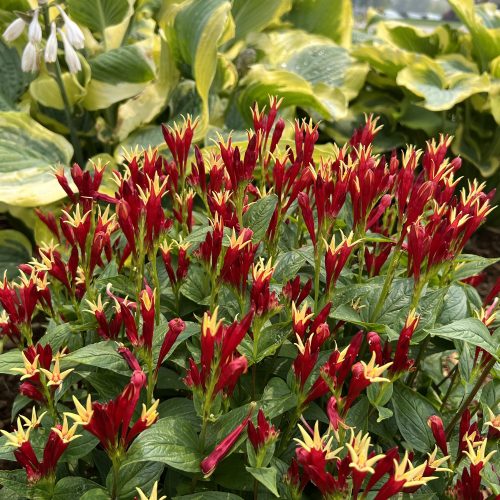 Spigelia 'Apple Slices' - Perennials