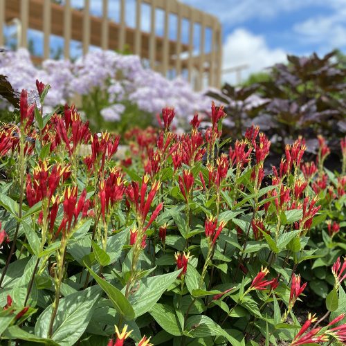 Spigelia Little RedHead