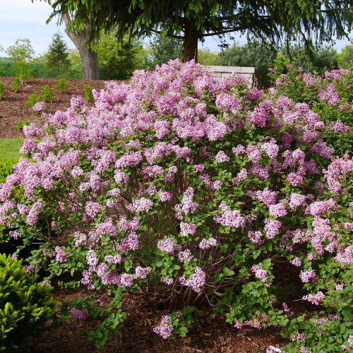 BLOOMERANG PURPINK™ Syringa BLOOMERANG PURPINK™ Syringa - Shrubs