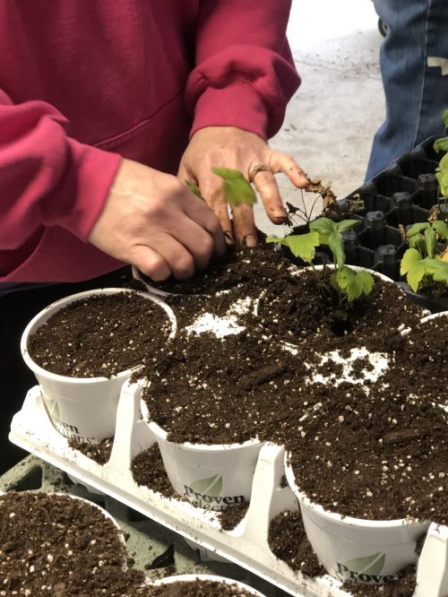 pot planting pot planting