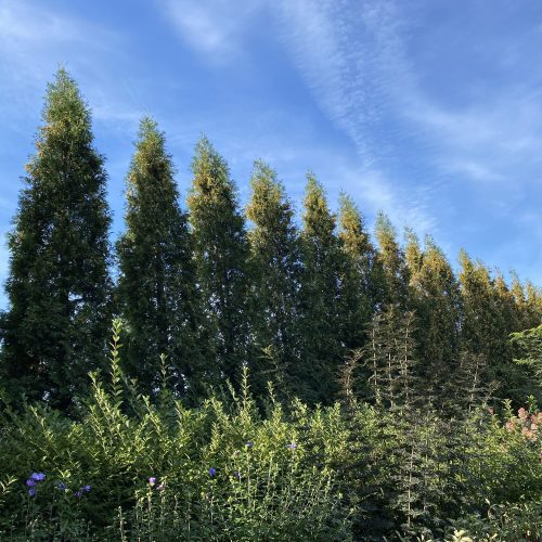 FULL SPEED A HEDGE™ American Pillar Thuja FULL SPEED A HEDGE™ American Pillar Thuja - Shrub