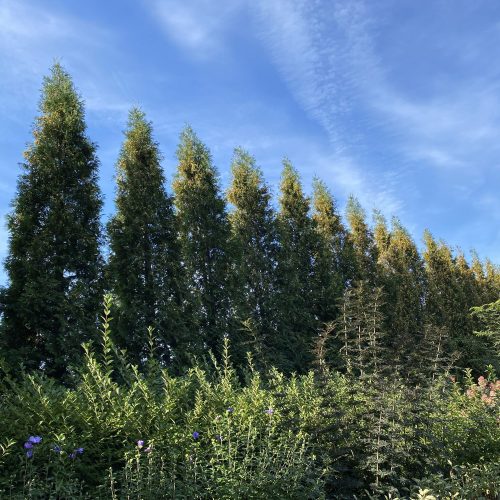 FULL SPEED A HEDGE™  American Pillar Thuja - Shrub