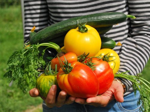 vegetable harvest stock photo vegetable harvest stock photo