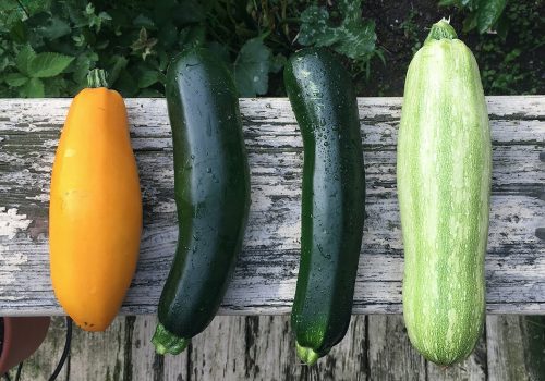 zucchini harvest stock photo zucchini harvest stock photo