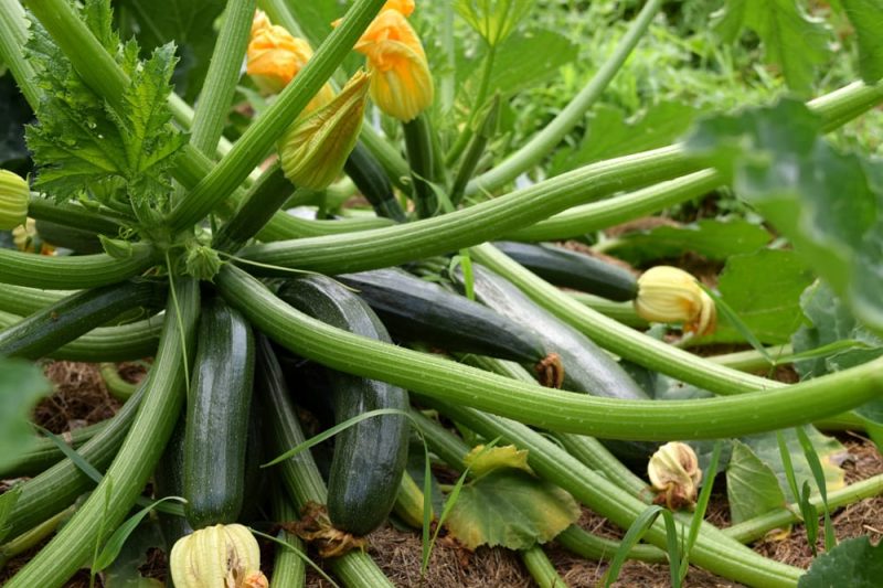 zucchini in garden_stock photo zucchini in garden_stock photo
