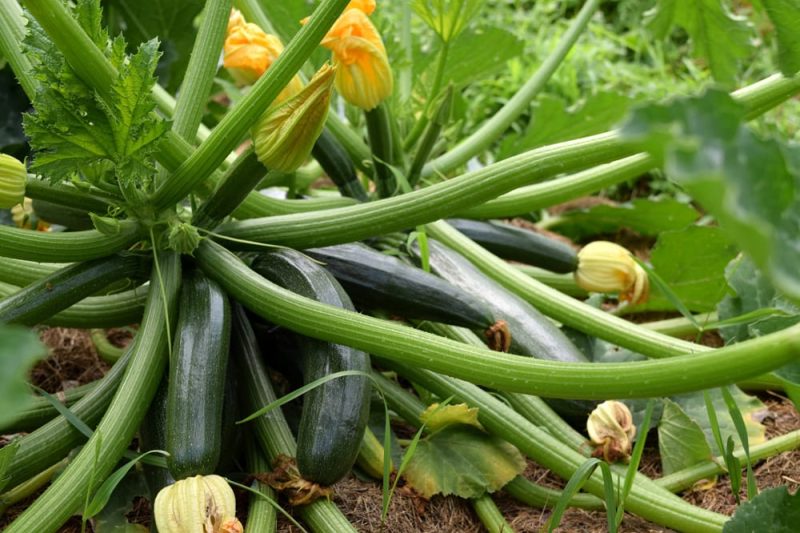 zucchini in garden_stock photo